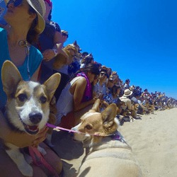 corgi-beach-day-carre