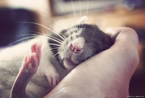 cute-pet-rats-1__880