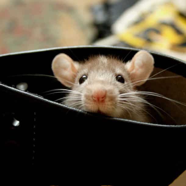 cute-pet-rats-44__880