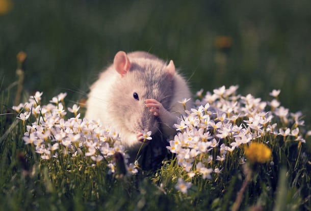 cute-pet-rats-6__880