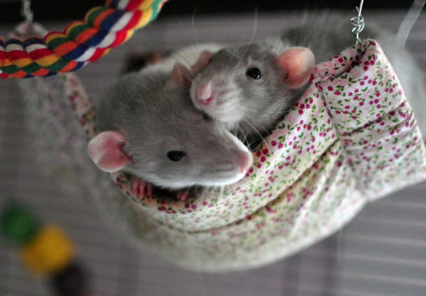 cute-pet-rats-8__880