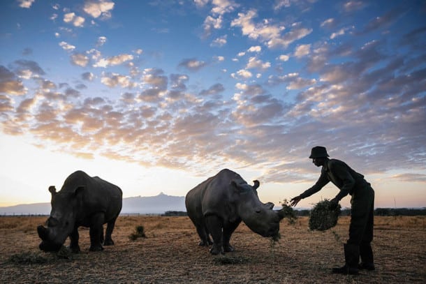 Le dernier mâle rhinocéros blanc du nord du monde est protégé en