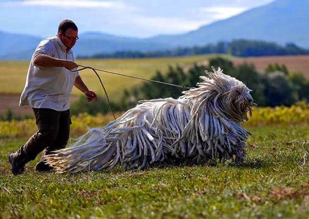 big-dog-funny-animal-photos-16__605