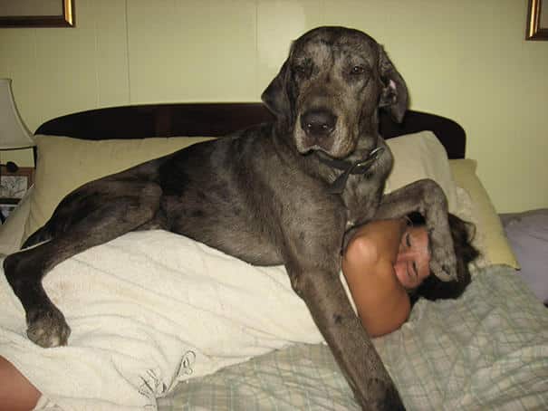 big-dog-funny-animal-photos-351__605