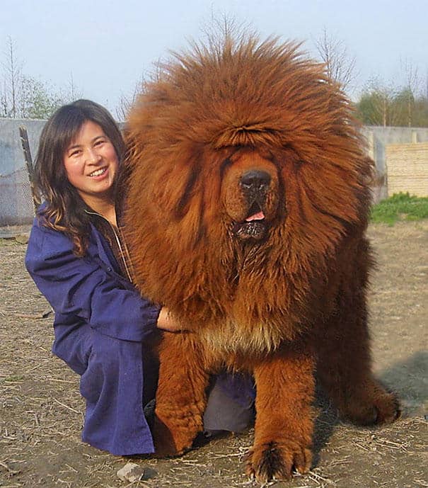 big-dog-funny-animal-photos-3__605