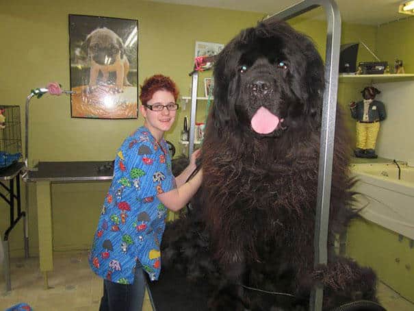 big-dog-funny-animal-photos-63__605