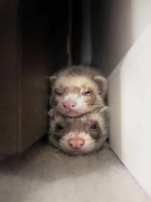 cute-ferret-photography-2__700