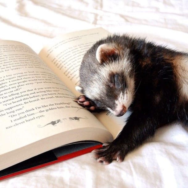 cute-ferret-photography-3__700