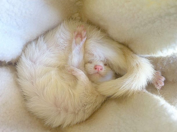 cute-ferret-photography-44__700