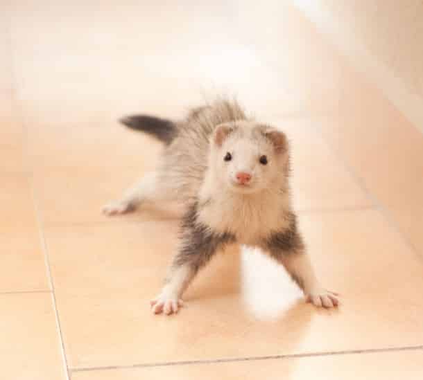 cute-ferret-photography-45__700