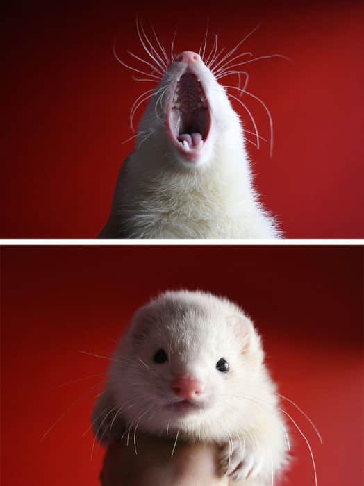 cute-ferret-photography-501__700