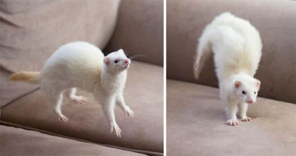 cute-ferret-photography-51__700