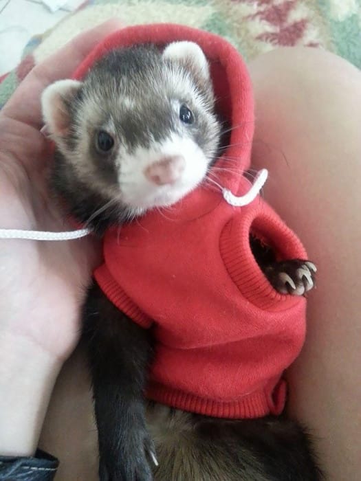 cute-funny-ferrets-17__700