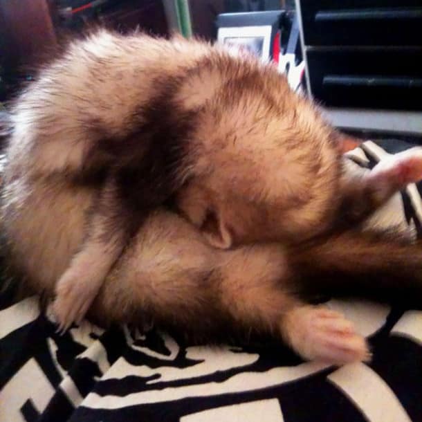 cute-funny-ferrets-1__700