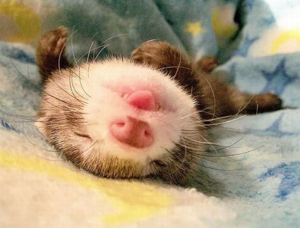 cute-funny-ferrets-24__700