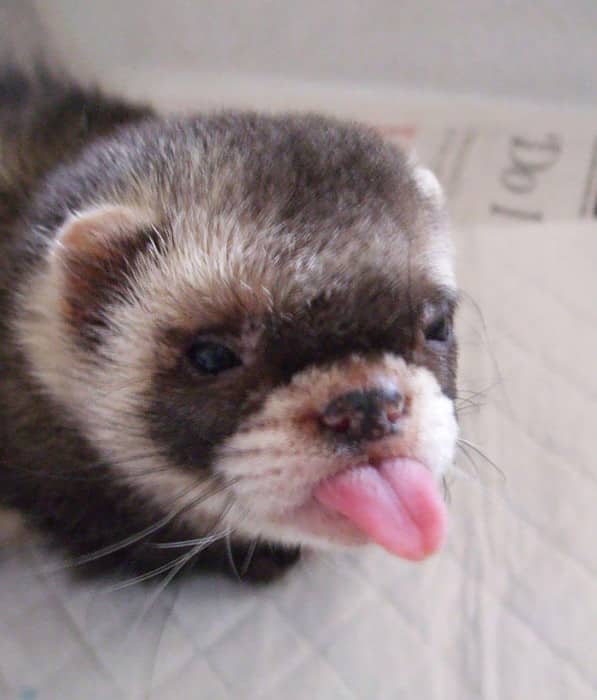 cute-funny-ferrets-25__700