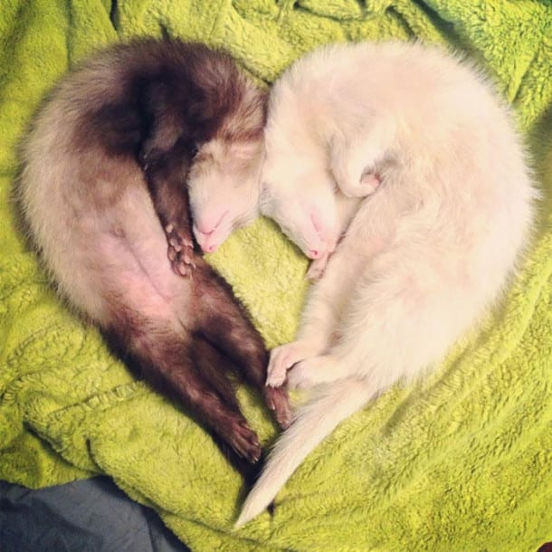 cute-funny-ferrets-5__700