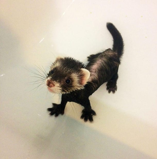 cute-funny-ferrets-8__700