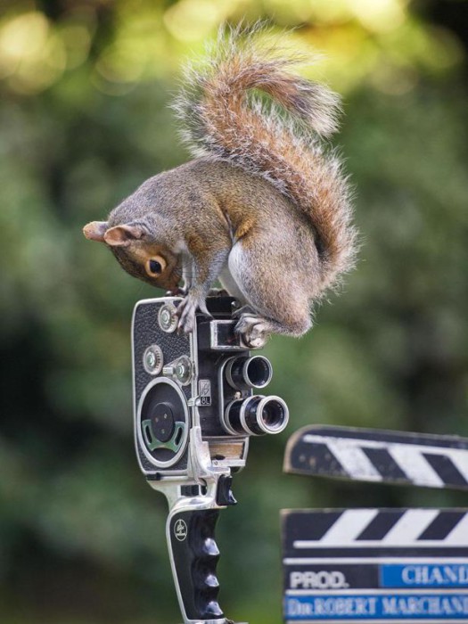 wildlife-photography-squirrels-max-ellis-2__880