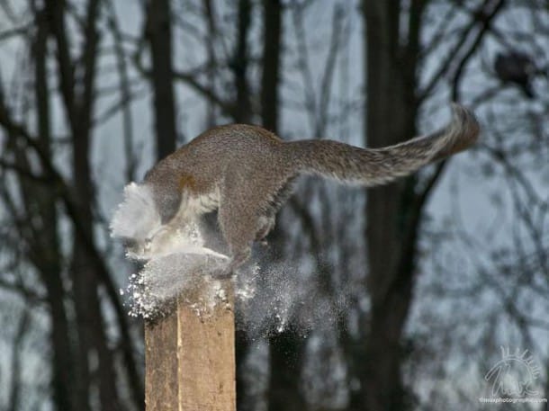 wildlife-photography-squirrels-max-ellis-4__880