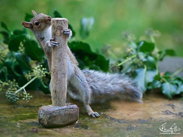 wildlife-photography-squirrels-max-ellis-7__880