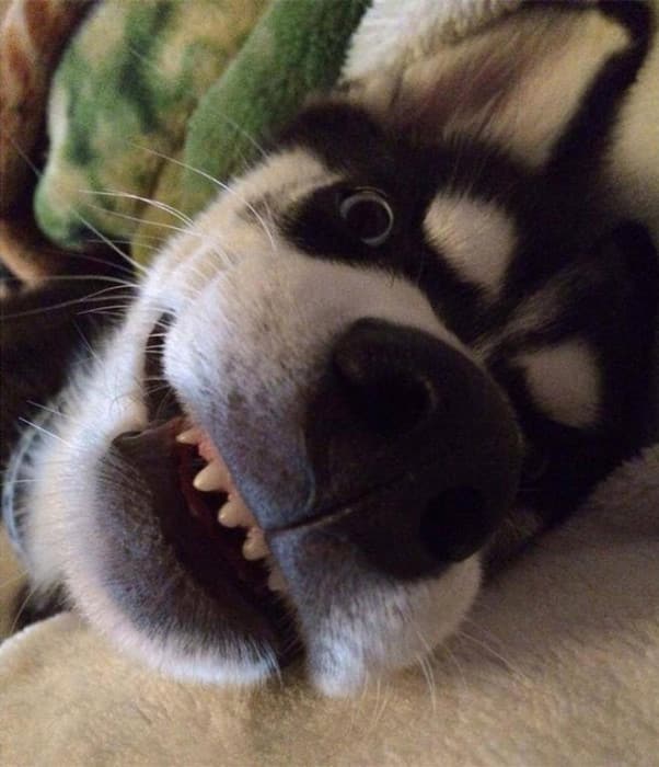 dog-tricked-facial-expression-anuko-husky-10-L