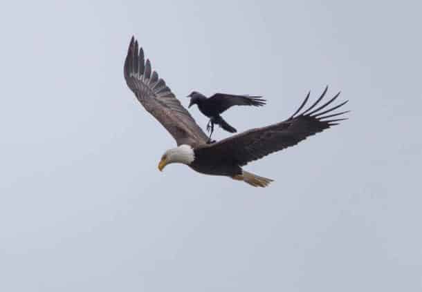 crow-rides-eagle-bird-photography-phoo-chan-5 (1)