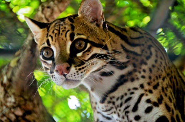 L Ocelot Ce Chat Sauvage Qui Fascine