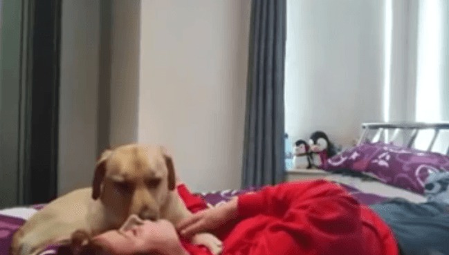 Litney Leafconsin Dog Video