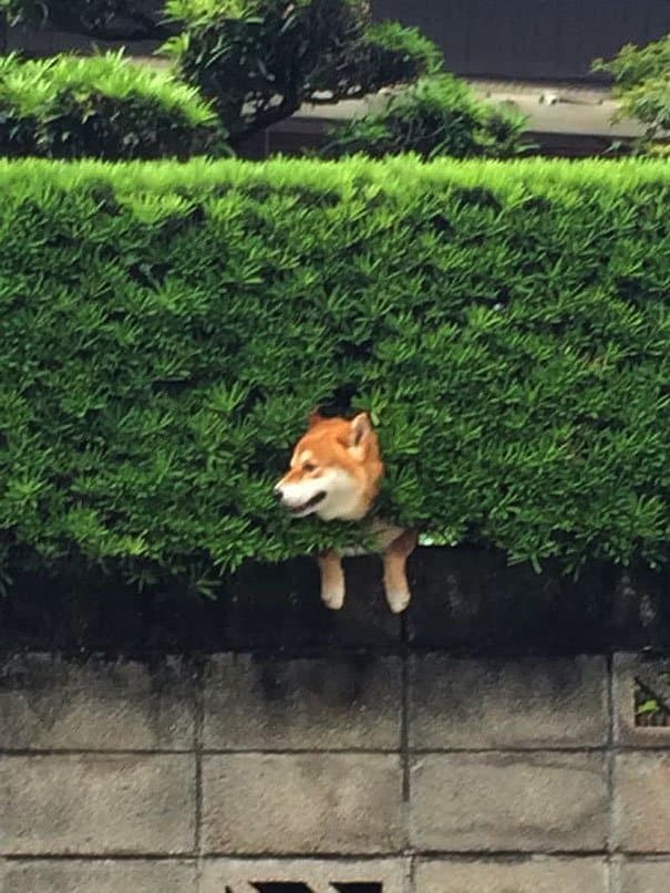 shiba-inu-stuck-in-bush-japan-1