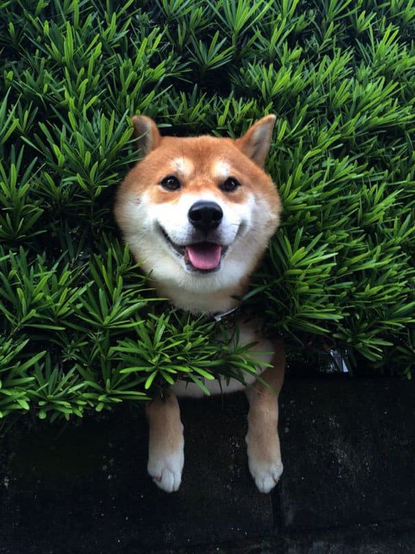 shiba-inu-stuck-in-bush-japan-2