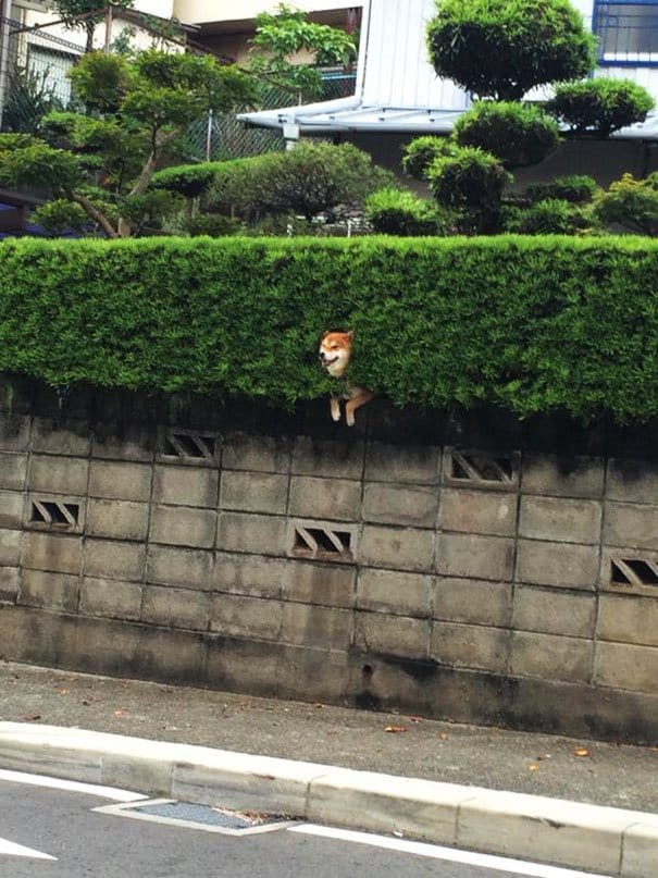shiba-inu-stuck-in-bush-japan-3
