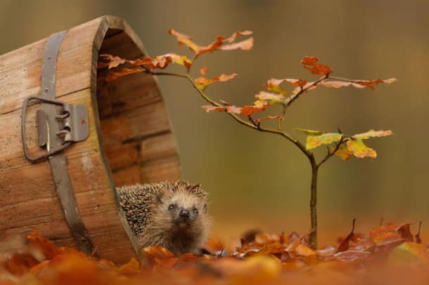 autumn-animals-1__880