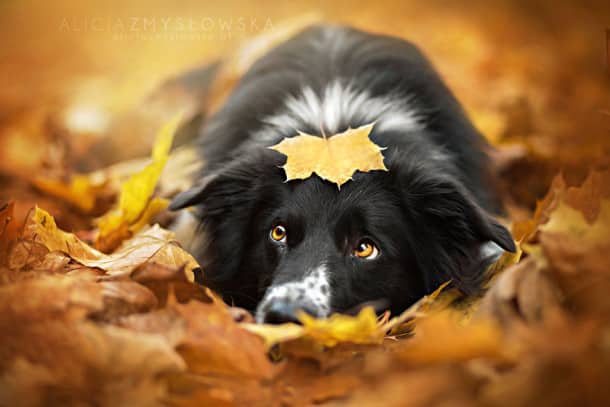 autumn-animals-22__880