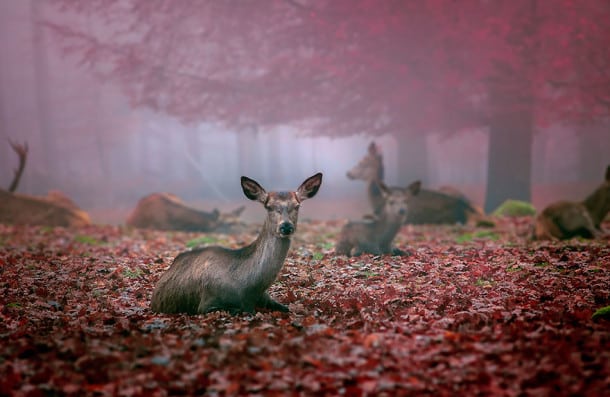 autumn-animals-29__880