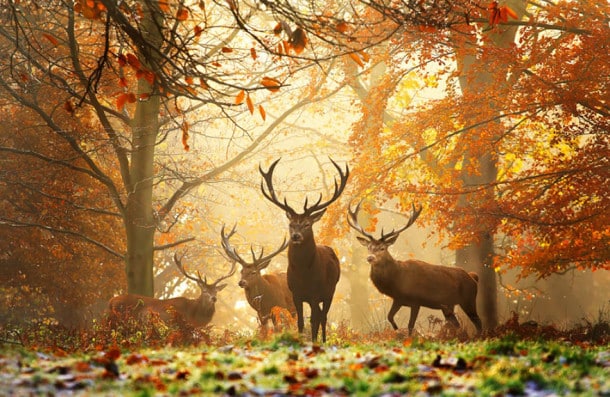 autumn-animals-5__880