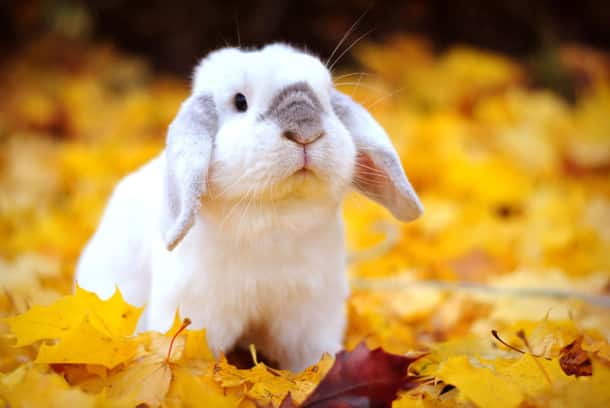 autumn-animals-photgraphy-105__880