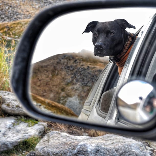 truck-travel-with-dog-dwayne-parton-alaska
