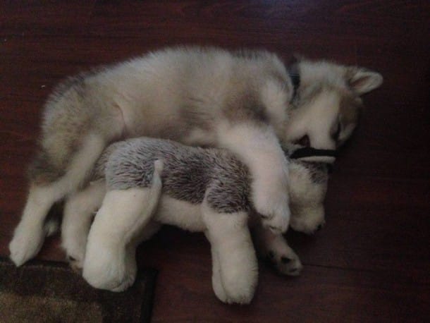 doudou2