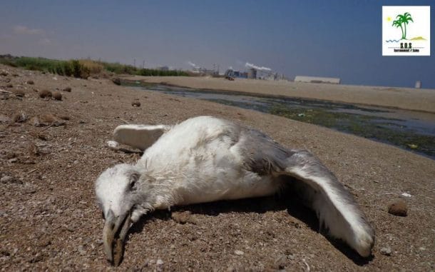 L impact de la pollution  sur les animaux  en 37 photos 