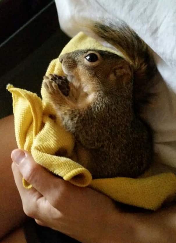 rescued-squirrel-christmas-tree-3-61