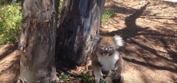 Cute Koala Kisses