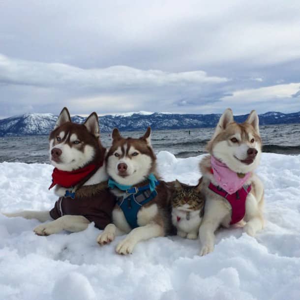 huskys