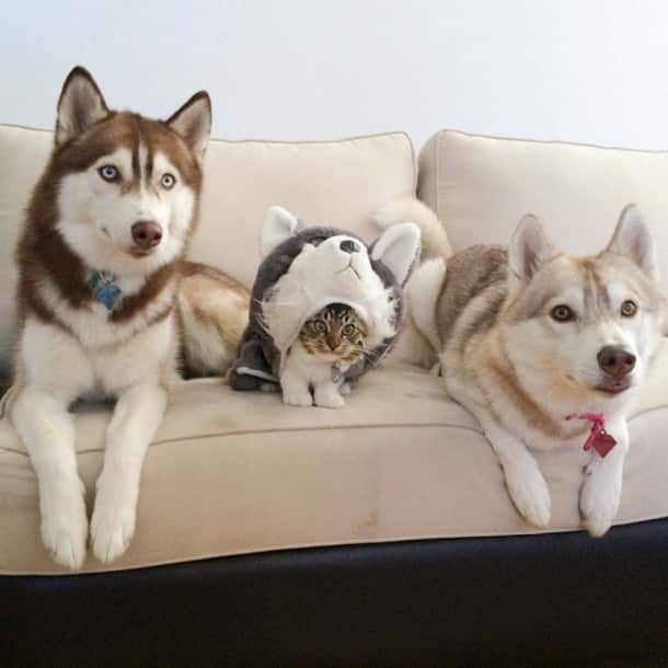 huskys1