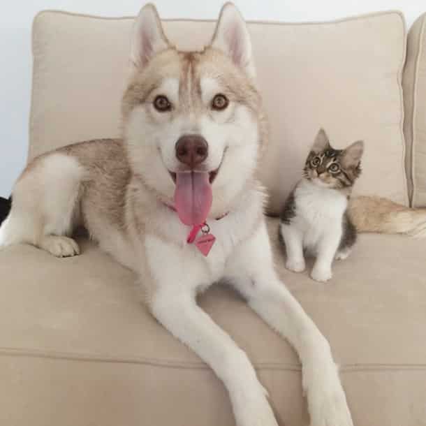 huskys11
