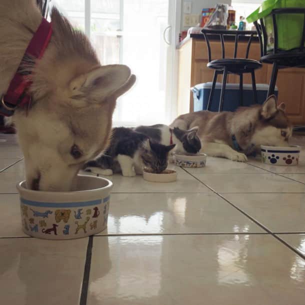 huskys4