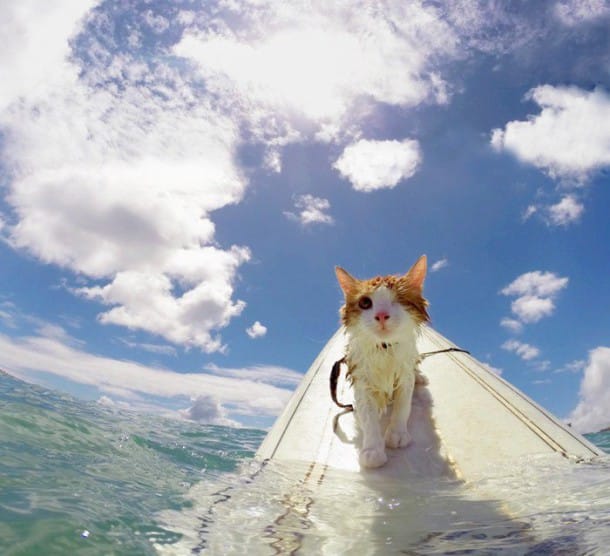 surf