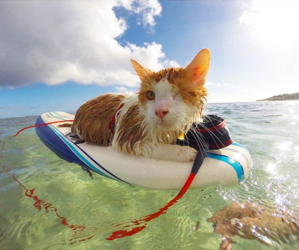 surf3