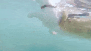 surfing-cat-likes-water-swimming-kuli-hawaii-10