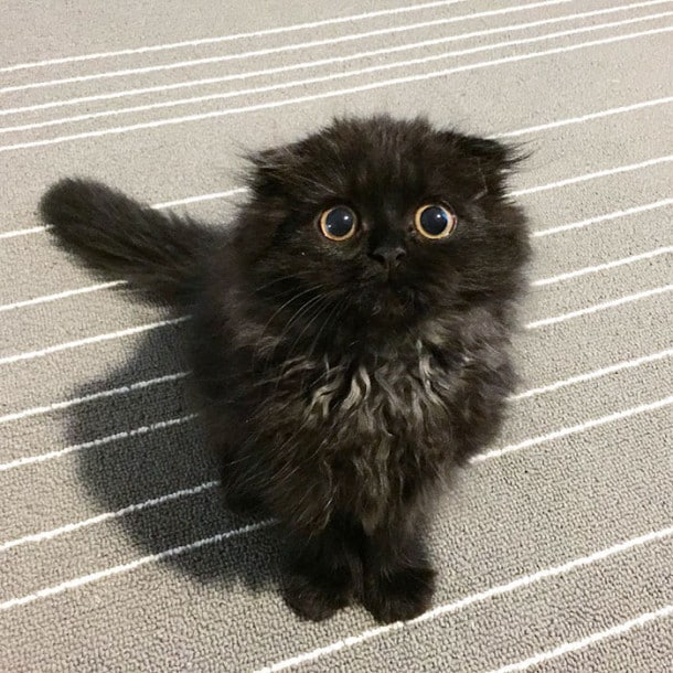 Dites Bonjour A Gimo Le Chat Aux Plus Grands Yeux Du Monde Vous Allez Litteralement Fondre Pour Lui